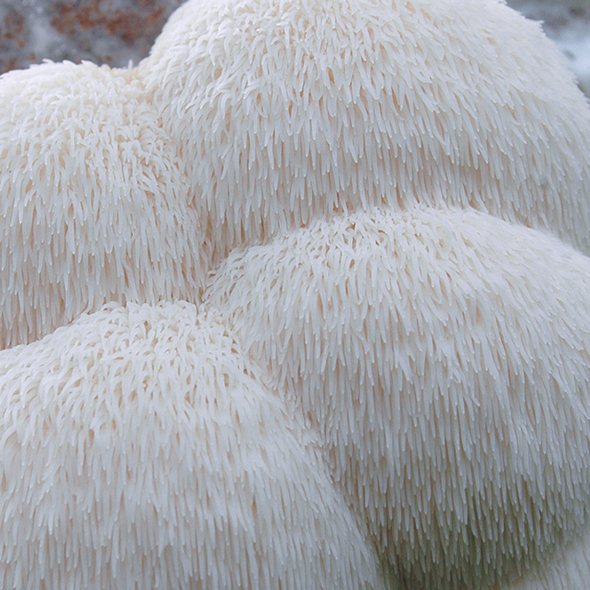 find your focus with lion’s mane.