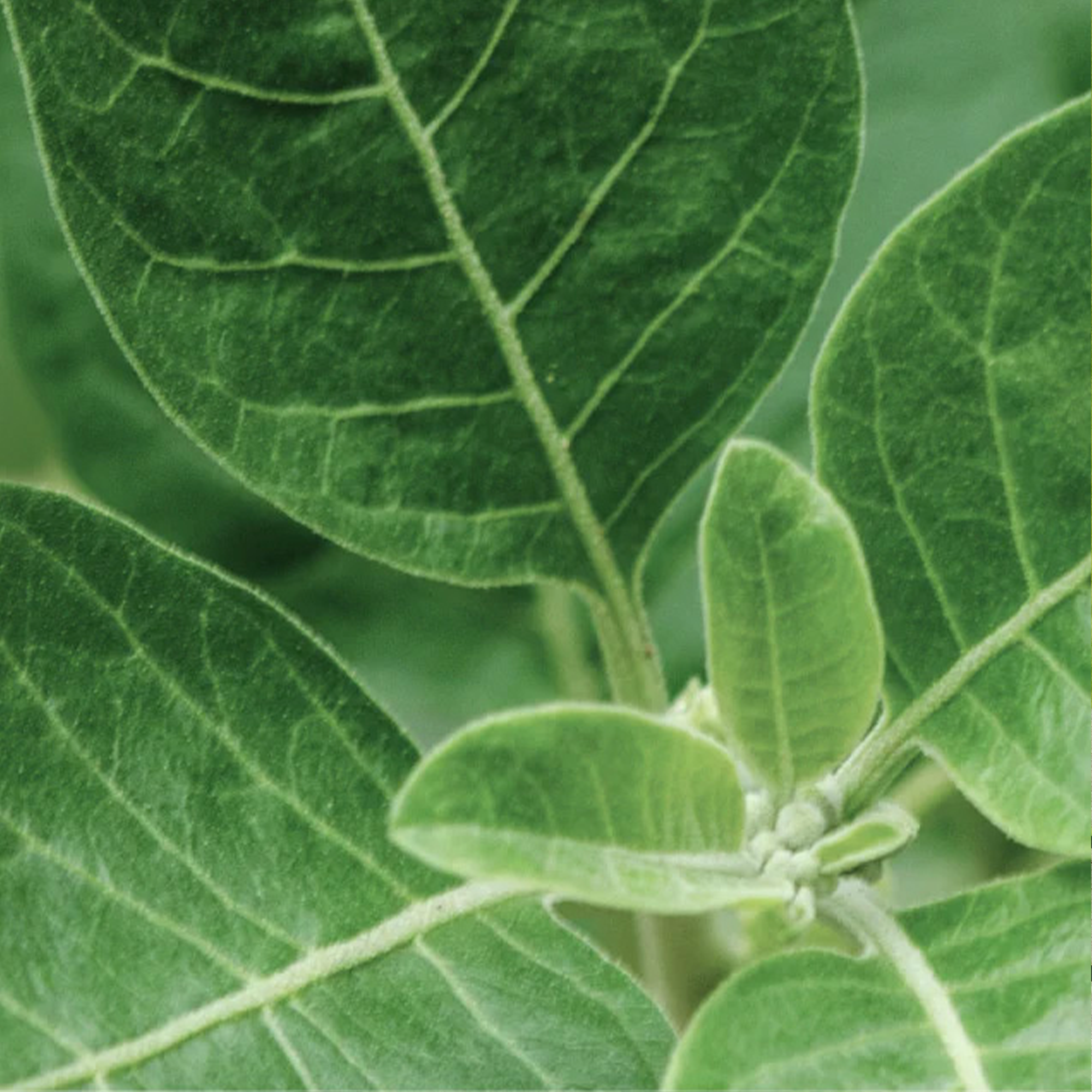 all about ashwagandha, one of our floaty functionals.