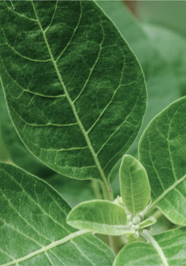 an ashwagandha leaf