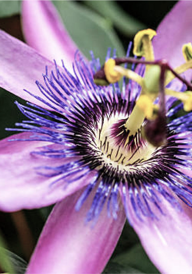 a passion flower