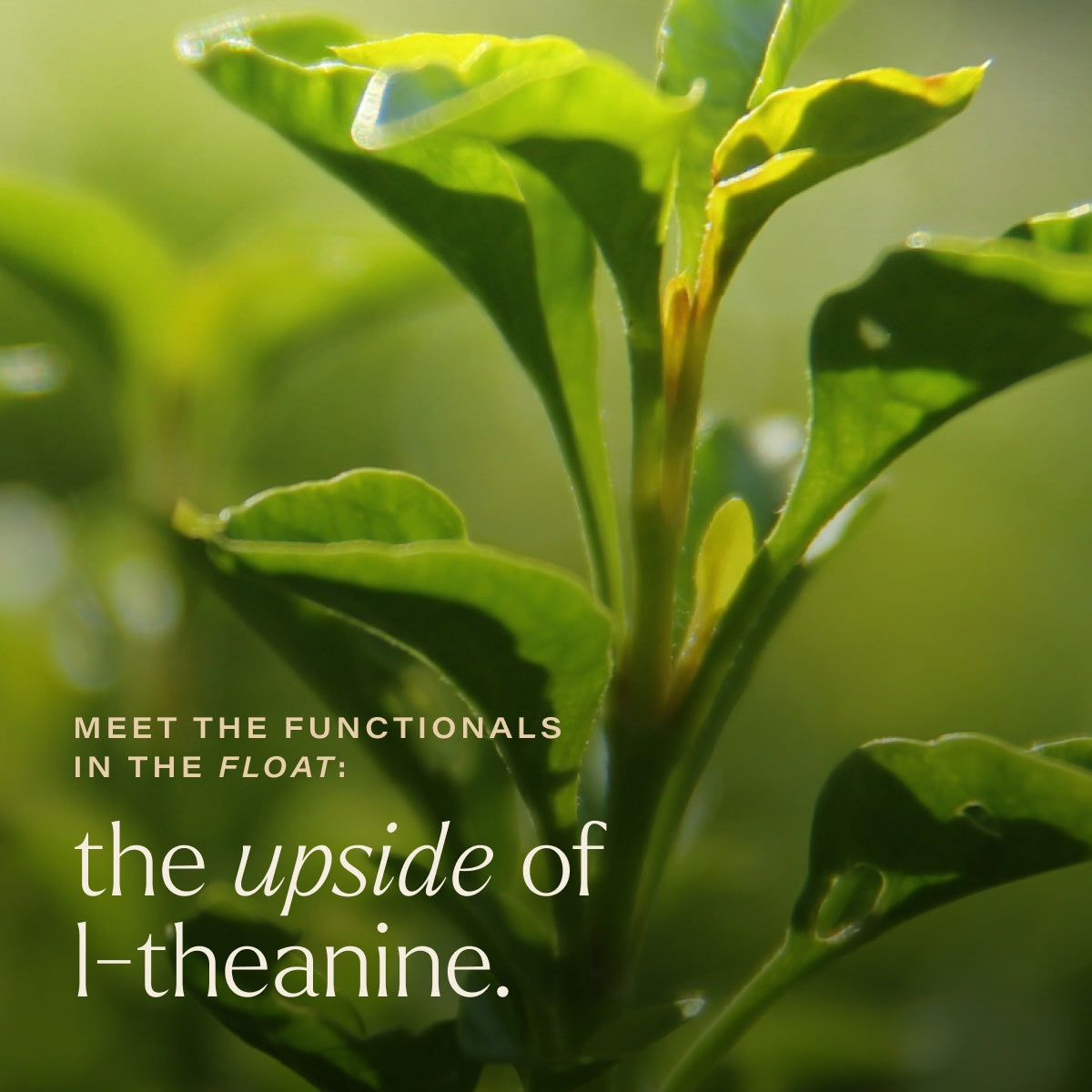 feel the float with l-theanine.