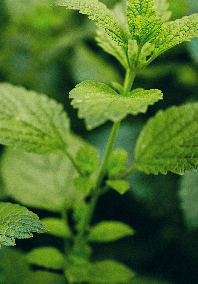 lemon balm